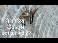 Mountain Climbing Goats | पहाड़ पर चढ़ने वाली बकरियां