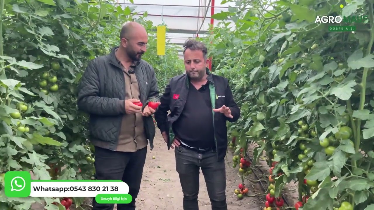 Aynı Sera, Net Fark Organomineral Gücün Domatesteki YansımasıMuğla Seydikemer – Kumluova’dayız.