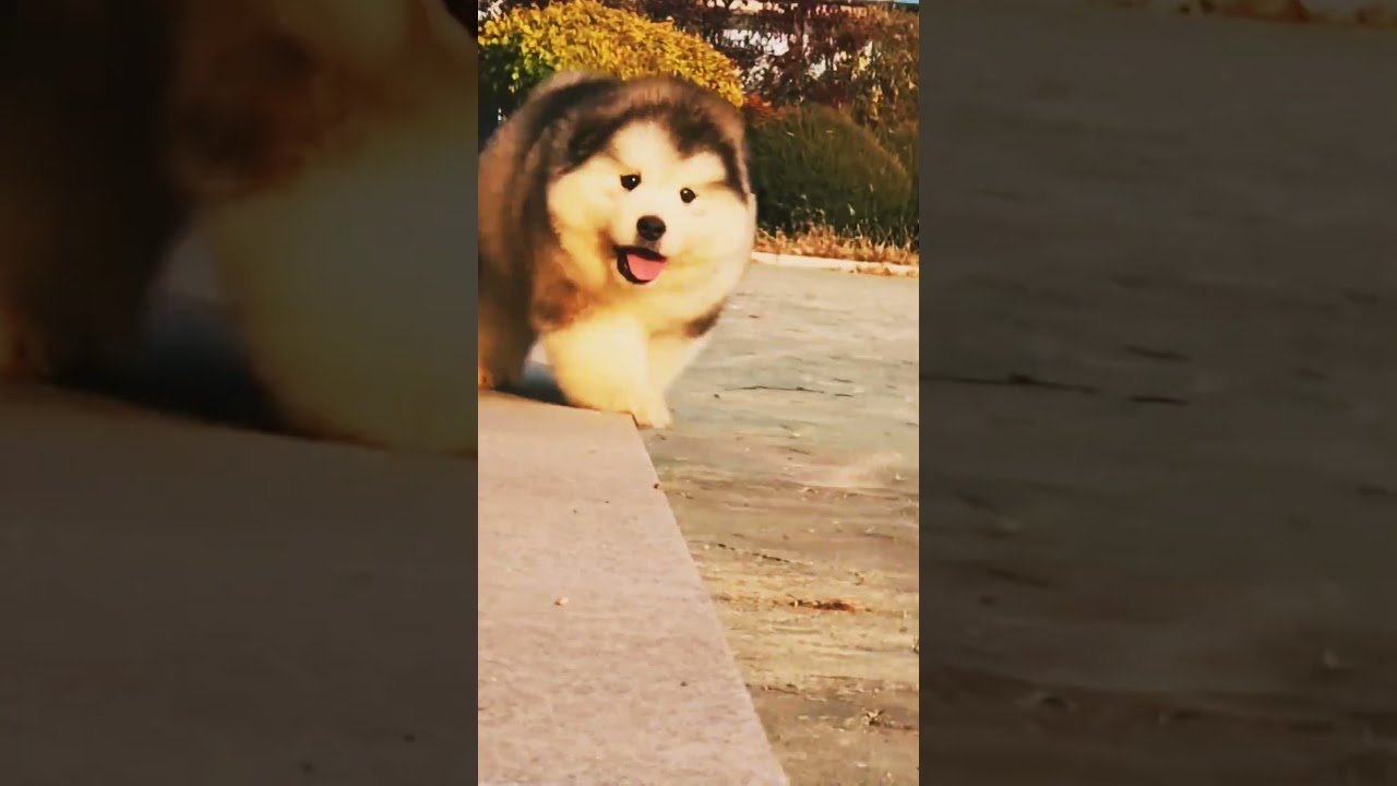 🐶 Cute Fluffy Puppies Playing & Stumbling | Adorable Puppy Moments 