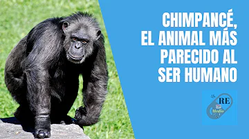 ¿A qué animal se parece más el ser humano?