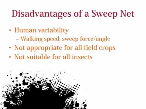 Using a sweepnet in soybean