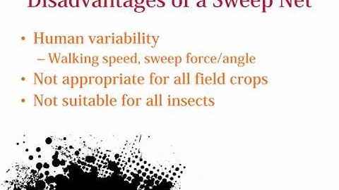 Using a sweepnet in soybean