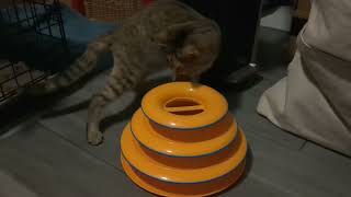 Auslander vs. the new toy!