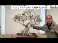 Ficus Bonsai Prune and Repot