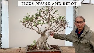 Ficus Bonsai Prune and Repot