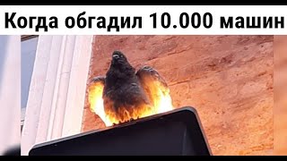 38 новых мемов. Когда обгадил 10 000 машин