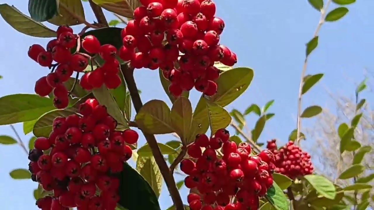 شهر مارس🌹شهر الأمل🥀والتفائل🌷شهر الذفء🌞فيه تتفتح الأزهار🌺وتعود الطبيعة🌳إلى حياتها🌿فيه تبتسم الأرض  