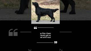 FlatCoated Retriever a dog too friendly to guard you#retriever#subscribe#doglover#shorts#facts#fyp