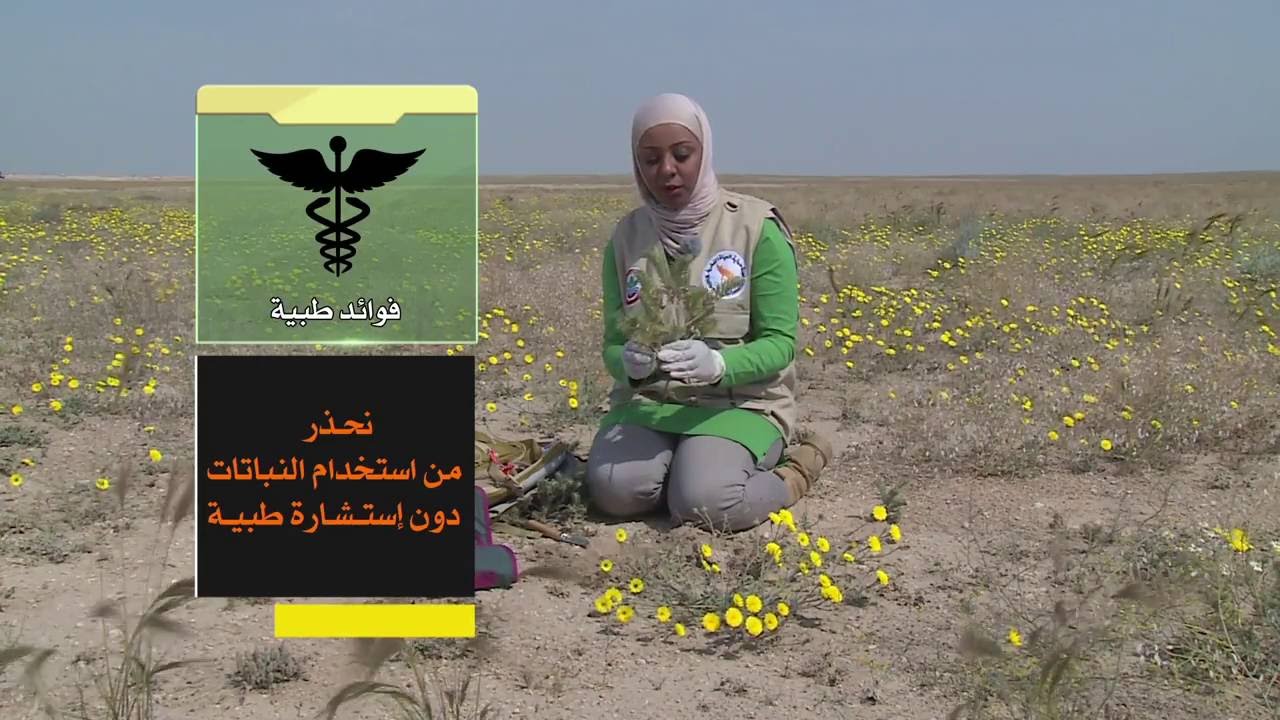 برنامج كل يوم نبتة حلقة نبات الكحيل الحلقة الاولى