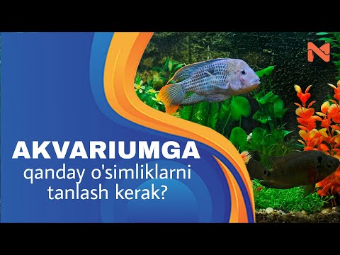 AKVARIUMDA BALIQLARNI PARVARISHLASH / Akvarium ishqibozlari uchun maxsus / Albatta ko'ring! Baliqlar
