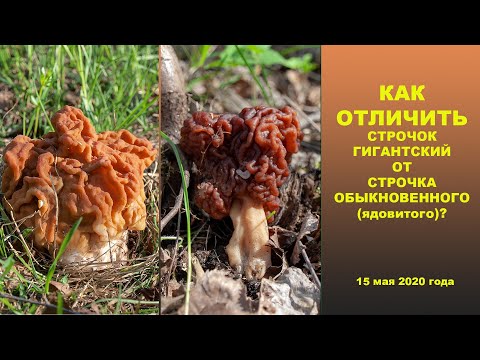 Как отличить Строчок гигантский от Строчка обыкновенного (ядовитого)?