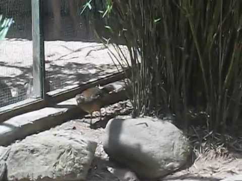 Zoo em Itatiba 06-10-12 - YouTube Sérgio Braga