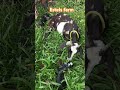 #trending #viralvideo #farmlife