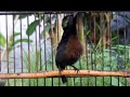 Pancingan Konin Agar Langsung Gacor Dan Ngobra Dengan Suara Khas Konin Dacok Mp3 - Mp4 Download
