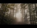 Virtual Drive Foggy Autumn Forest / Relaxing Rain Sound