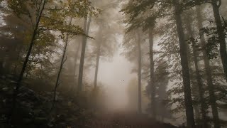 Virtual Drive Foggy Autumn Forest / Relaxing Rain Sound