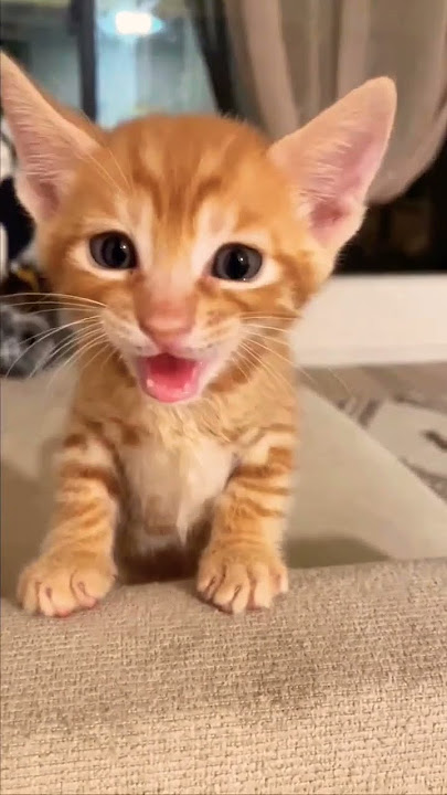 cat speak Meow Cat