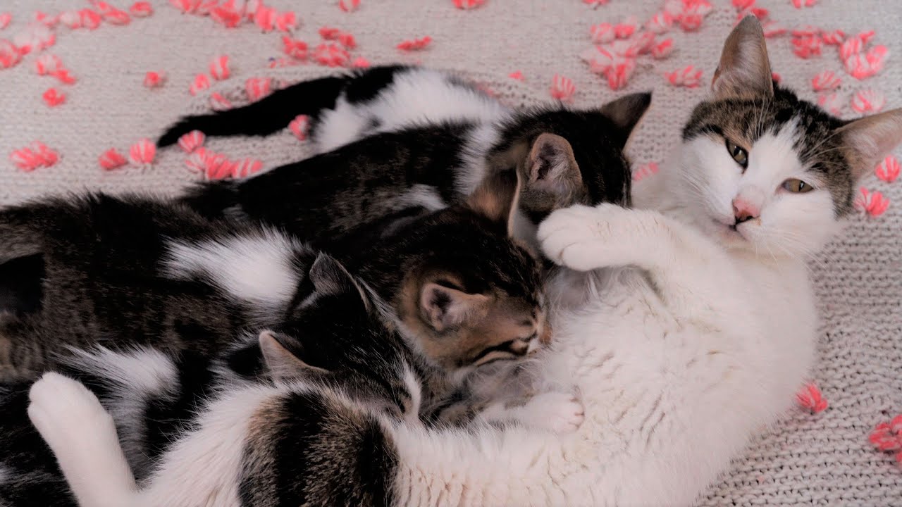 Yavru Kediler Sutten Ne Zaman Kesilir Yavru Kedi Bakimi Kedi Videolari Kedio Youtube