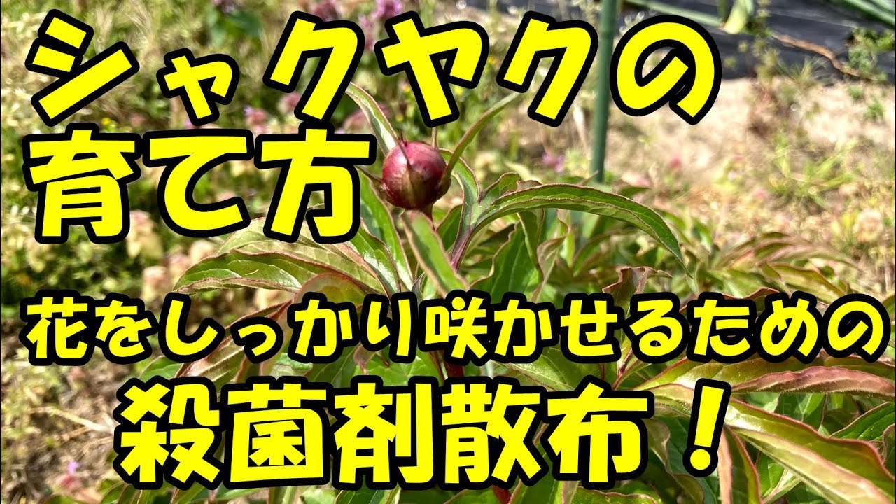 シャクヤクの育て方 しっかり花を咲かせるための殺菌剤散布 Youtube