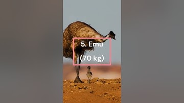10 Biggest Birds in the World by Weight