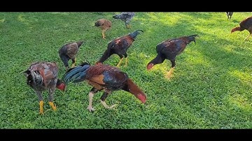 QAIB EJ COV TUB! 2022