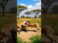 An overwhelmingly strong giant snake 強すぎる大蛇 #animals #shorts #lion #snake