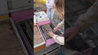 New queens being put in hives #beekeeping #bee ￼
