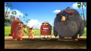 bird angry fly together let fun