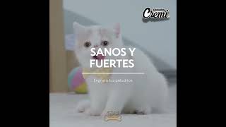 Video Bumper- Snacks Cremi