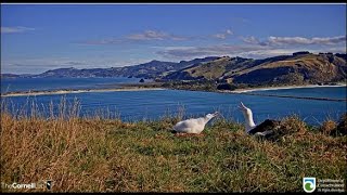 Royal Cam Albatross~OGK RETURNS Looking So Much Better! Gives A GREAT Feeding To His Daughter 5.3.20