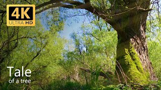 Tale of a tree - Nature ASMR - White noise for Focus - Work - Sleep -TV Background - Spring ambience