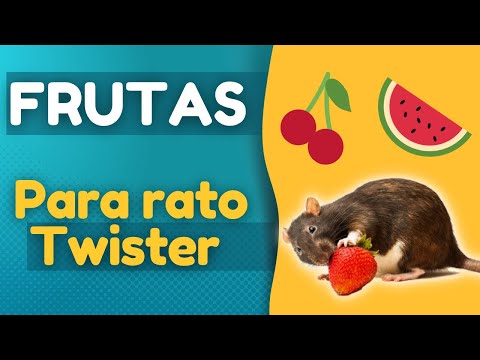 Vídeo: O que um rato come? O que os ratos comem na natureza?