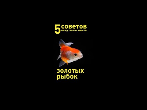 5 советов перед тем, как завести золотых рыбок #Shorts