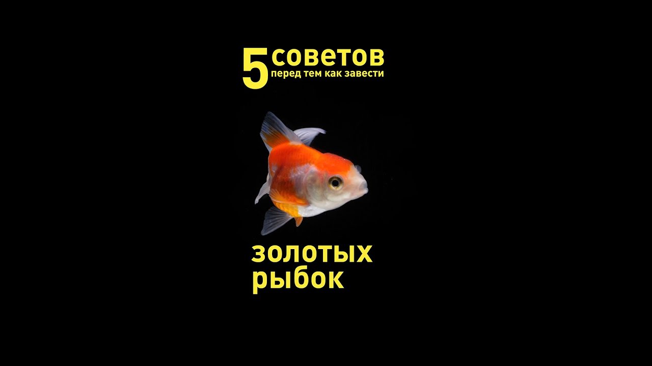 5 советов перед тем, как завести золотых рыбок #Shorts