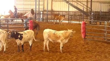 Peptos Cat 08 - sorting practice - #3 - Valley View Ranch