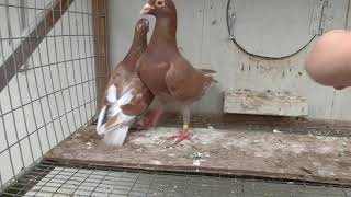 Meuleman Pair on Ipigeon.com