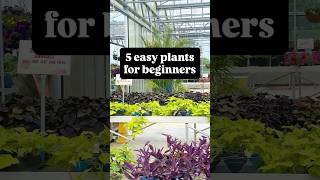 Download Lagu 5 easy plants for beginners! MP3