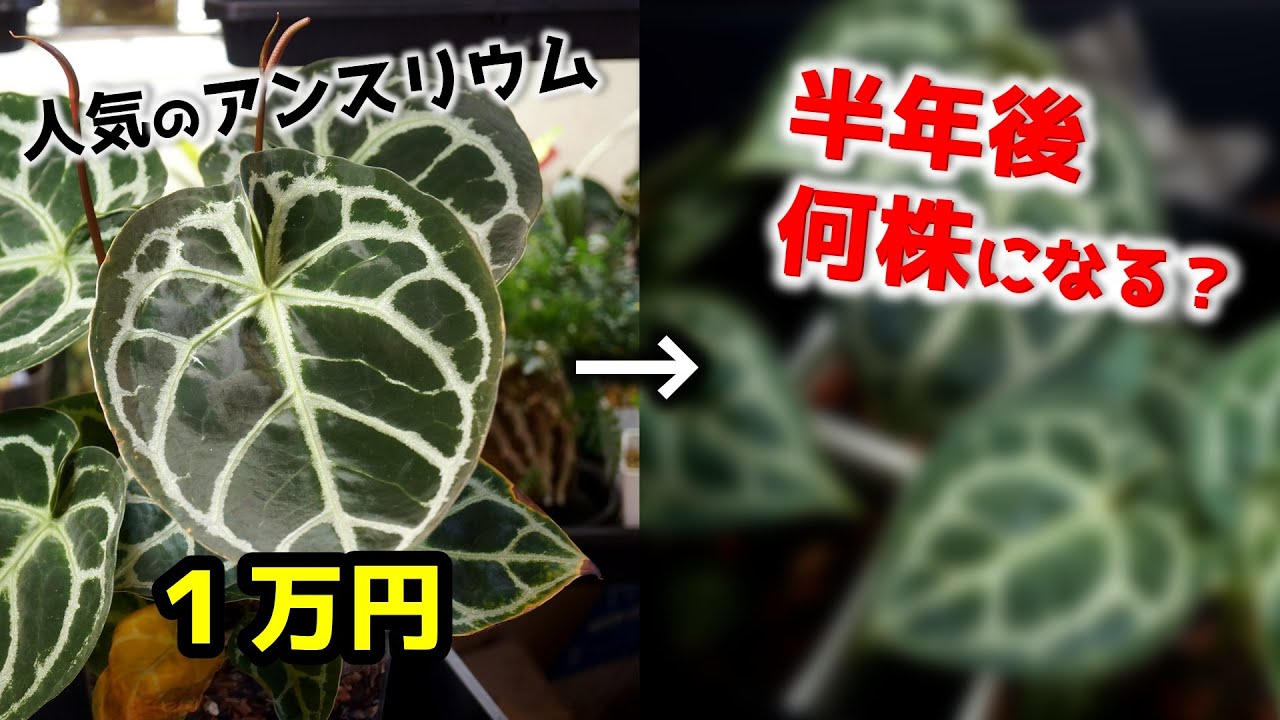 高級観葉植物が○株に…！購入時の注意点と株分けのポイント、用土レシピを紹介♪【アンスリウム】