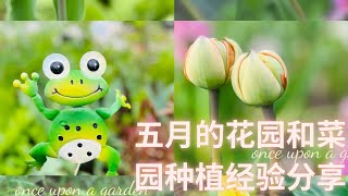 五月花园和菜园/种了哪些花和菜？怎样轮种？花园规划，最佳土壤组成. May flower and veggie garden.