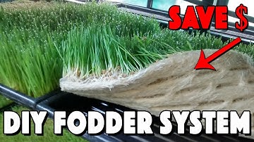 Fodder For Chickens! How To Build A Fodder System And Save Money!