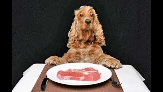 Наша собака любит сырое мясо. Спаниель Сёма. Наша собака любит сырое мясо. Спаниель Сёма.