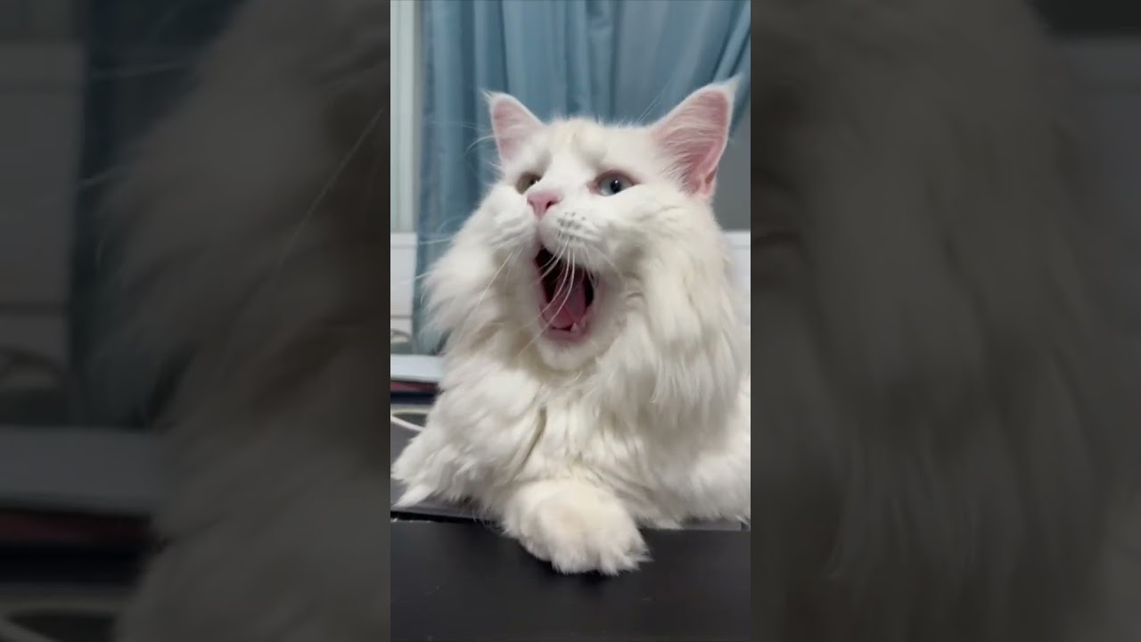 Hear me roar! - I bet Katy Perry is jealous right now :) 