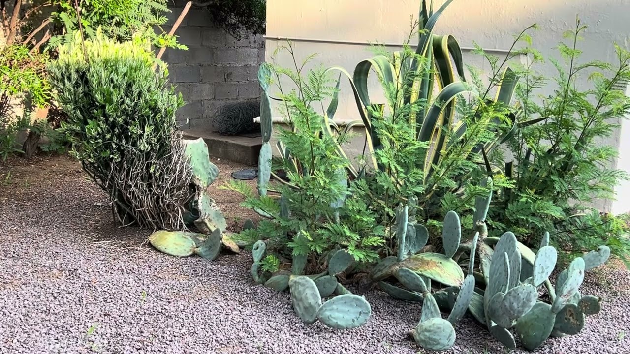 Tranquil Vlog: Nature| Birdsong 