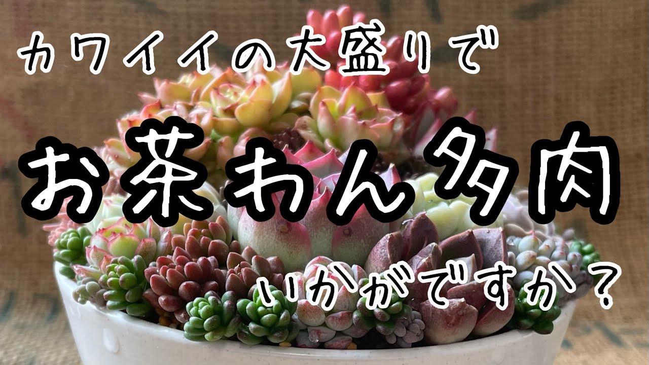 多肉植物】お茶わんに大盛り多肉寄せました 穴あけもカンタン