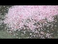 Сакура цветет #сакура #sakura