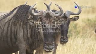 Wildebeest  The Majestic Migrators of Af