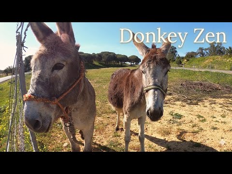 A Peaceful Moment: Meeting Donkeys in the Sunny Spanish Countryside