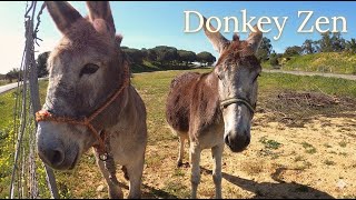 A Peaceful Moment Meeting Donkeys In The Sunny Spanish Countryside