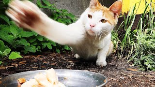 When you feed a cat that repeatedly punches the cat...Impressed cat video.