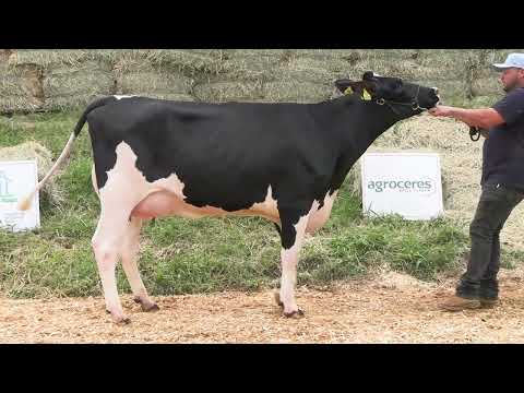 LOTE 40 • 3º LEILÃO RANCHO ALVORADA • HOLANDÊS 100% GENOTIPADO • 2020